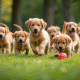 Jeune groupe de chiots golden retriever jouant dans un parc ensoleille