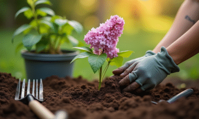 Mains de jardinier plantant un lilas dans la terre