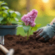 Mains de jardinier plantant un lilas dans la terre